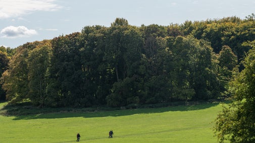 Wide view of a grassy estate landscape with a line of dense trees in the background, as several visitors walk along a faint path across the open field under a bright sky.